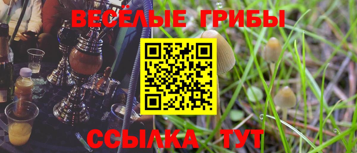 Псилоцибиновые грибы Psilocybine cubensis  Вход с VPN  Каменка 